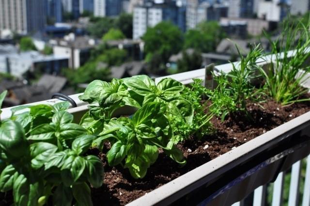 Plantes aromatiques en pots sur un balcon en centre ville aménagé