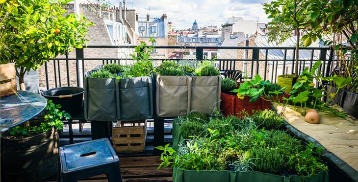 Balcon potager avec plantes aromatiques et légumes en pots Bacsac