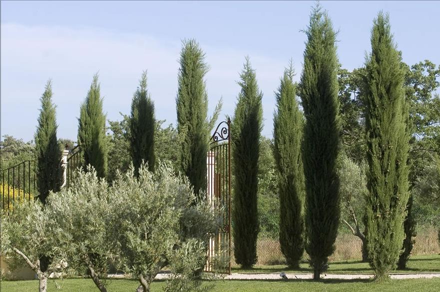 Portail majestueux en fer forgé marquant l'entrée de la propriété