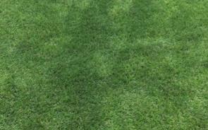 DM Green®