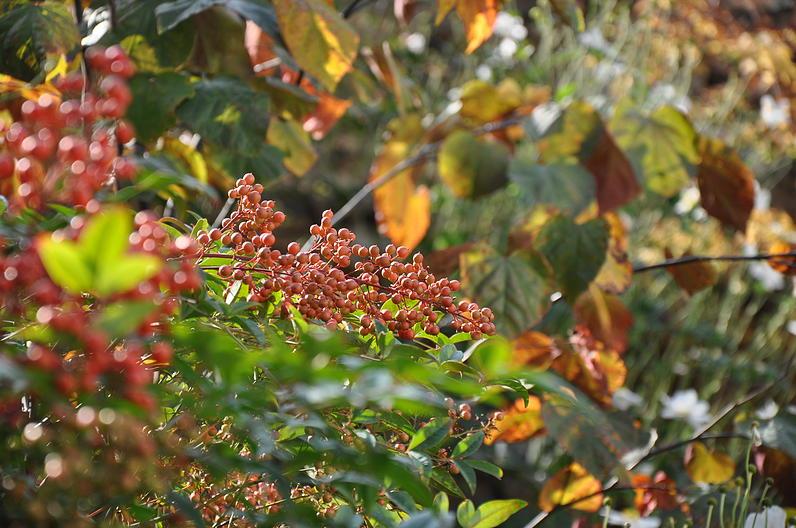 Plusieurs essences composent la haie
