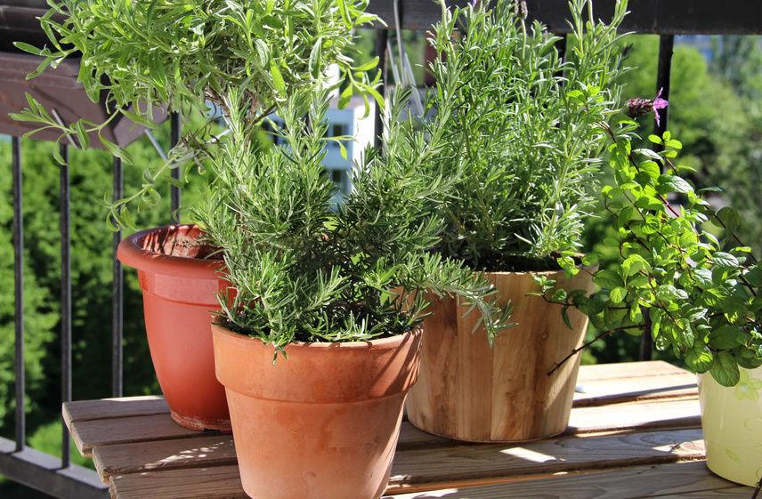 Balcon aménagé en jardin avec plantes en pots