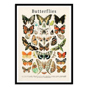 Affiche 50x70 cm et cadre noir - Butterflies collection - Gal Design