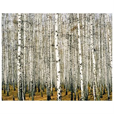 Tableau impression sur toile Dense forêt de bouleaux 80x100cm