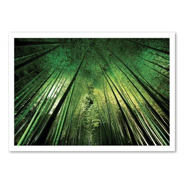 Affiche 50x70 cm - Bamboo night - Takeshi  Marumoto