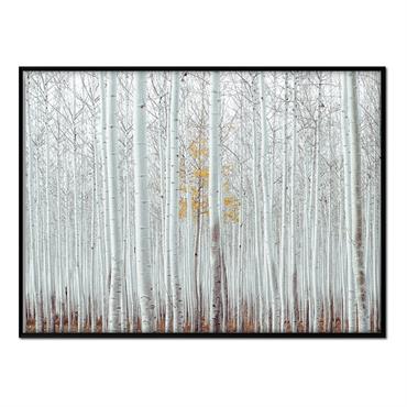 Affiche avec cadre noir - Forêt Blanche - 50x70