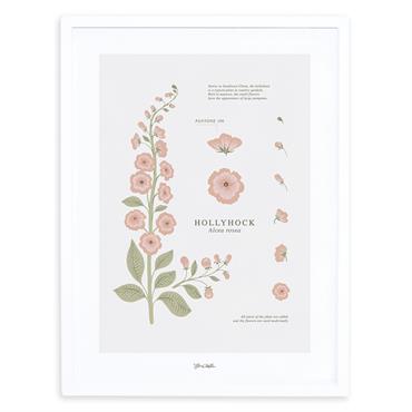 Affiche encadrée fleur Hollyhock 