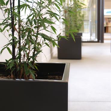 Couloir avec jardinières noires 