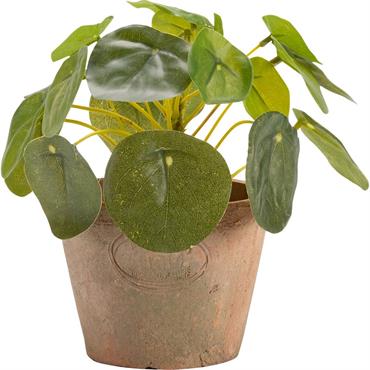 Cliquez pour agrandir et passer en diaporama Pilea artificiel en pot H13cm - vertMAUNE