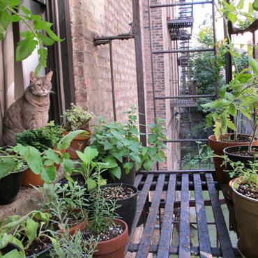 Jardin de balcon avec potager en pot
