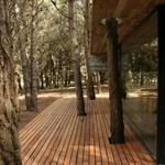 Terrasse en bois traversée par les arbres