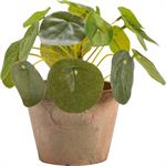 Pilea artificiel en pot H13cm - vertMAUNE