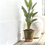 Pot bicolore en terre cuite D29cm - vertVENOSTA