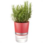 Pot d'herbes en plastique rouge