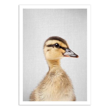 Affiche 50x70 cm - Duckling - Gal Design