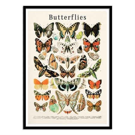 Affiche 50x70 cm et cadre noir - Butterflies collection - Gal Design